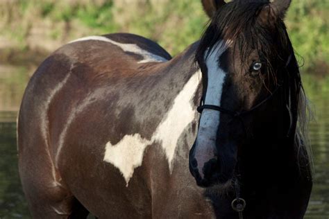 how much does the paint horse weigh? How does the weight of the paint horse affect its performance in different painting techniques?